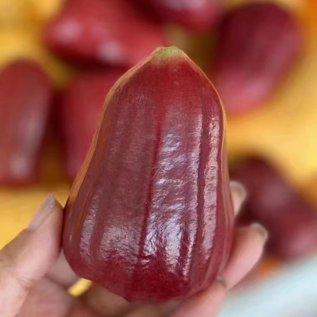 越南 黑金刚莲雾