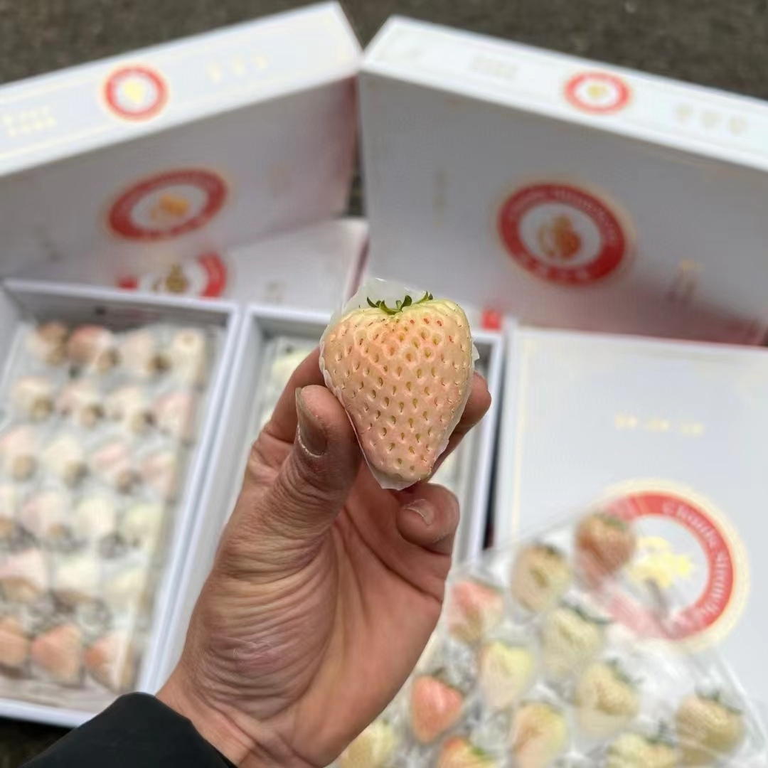 云端-白色淡雪草莓