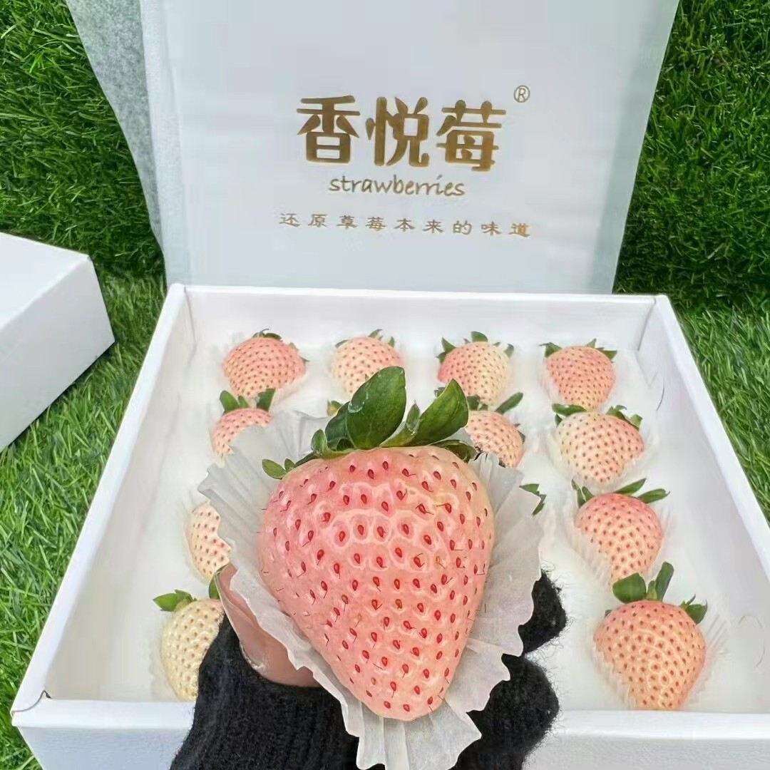 沙地草莓  粉玉