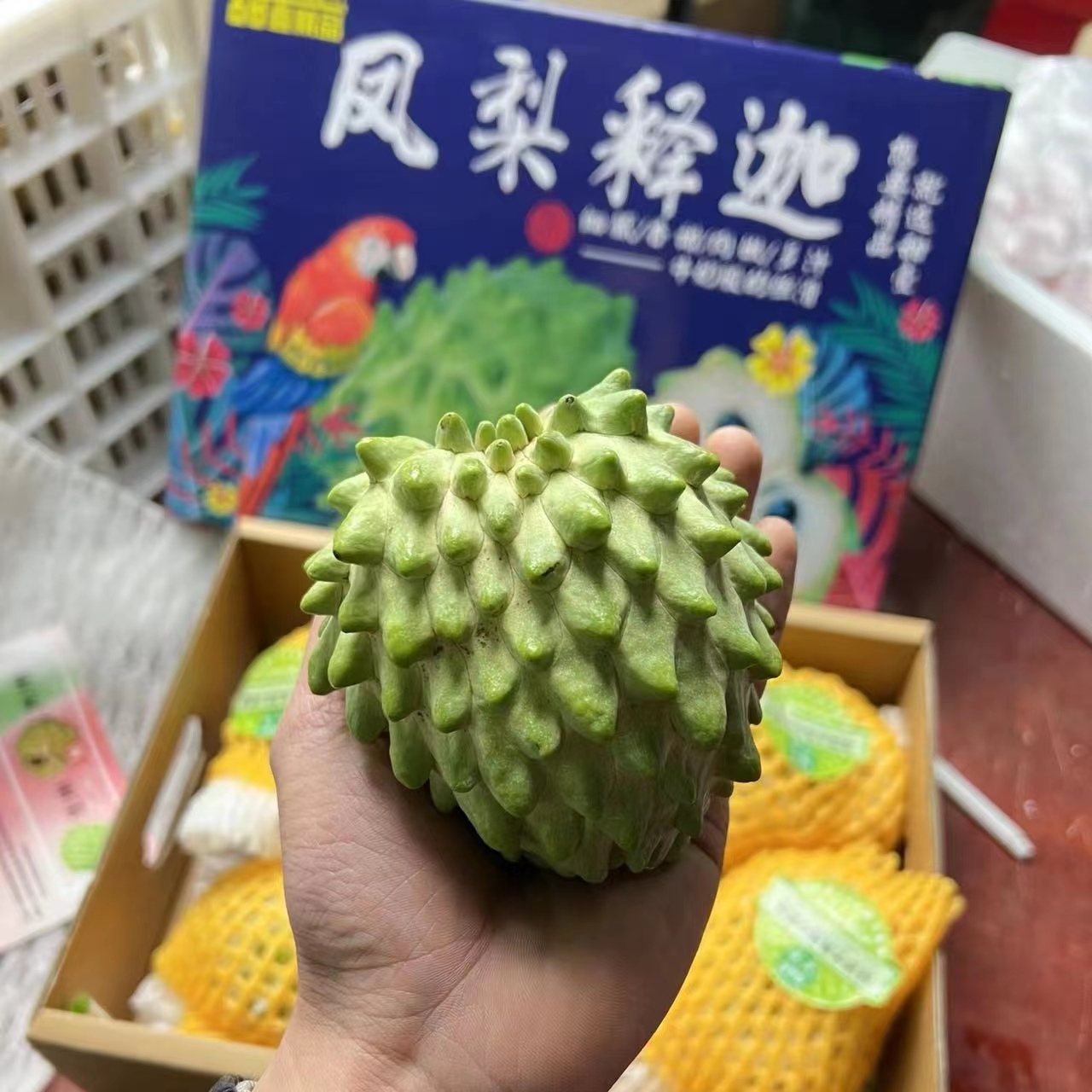 凤梨释迦  大果